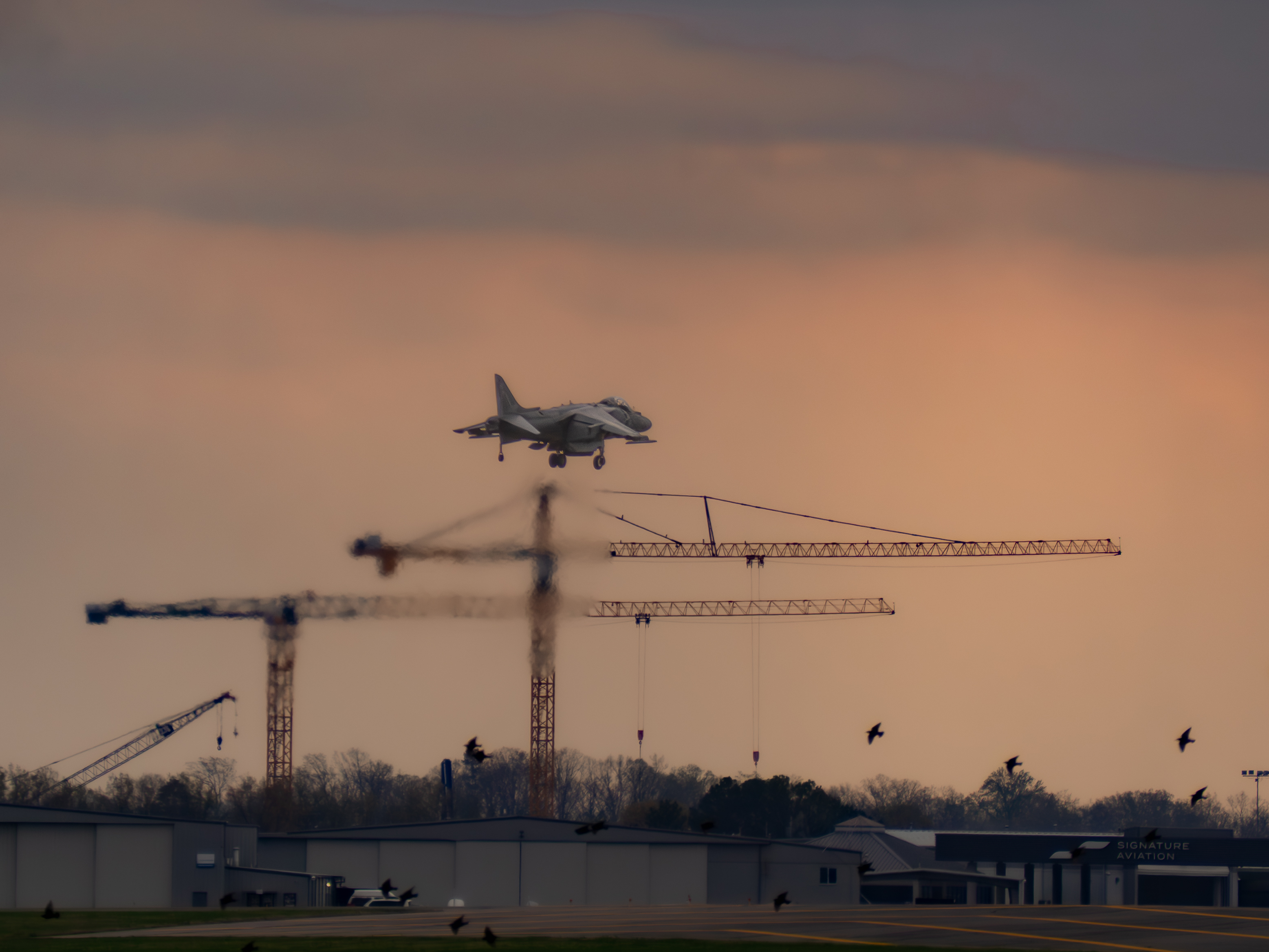 Hovering Harrier